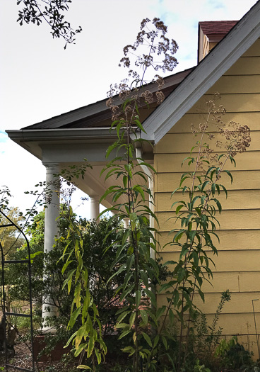 image of Eutrochium fistulosum, Hollow-stem Joe-pye-weed