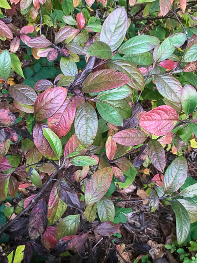 image of Viburnum nudum, Southern Wild Raisin, Possumhaw, Swamp Viburnum, Swamp-haw