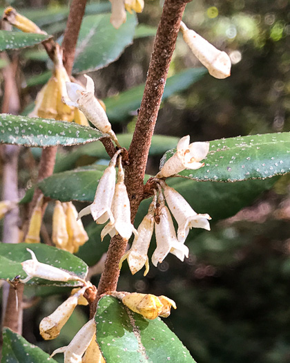 image of Elaeagnus pungens, Thorny Olive, Autumn Siverberry, Silverthorn, Thorny Elaeagnus