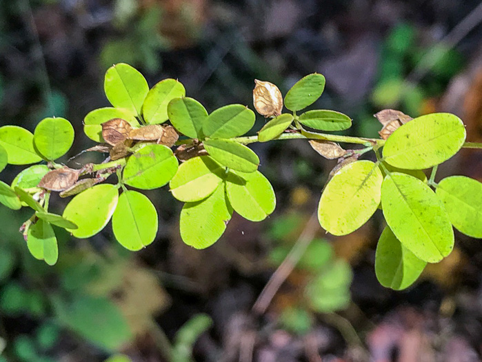 image of Lespedeza violacea, Wand Lespedeza, Wandlike Bush-clover, Violet Bush-clover