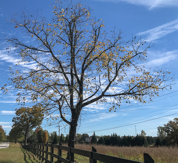 image of Juglans nigra, Black Walnut