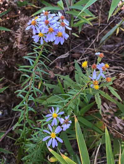 image of Ionactis linariifolia, Stiffleaf Aster, Flaxleaf Aster, Spruce Aster