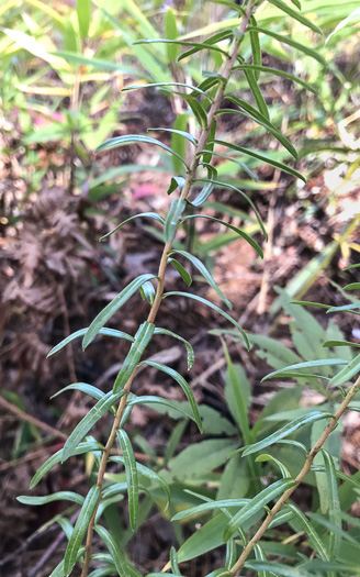 Stiffleaf Aster