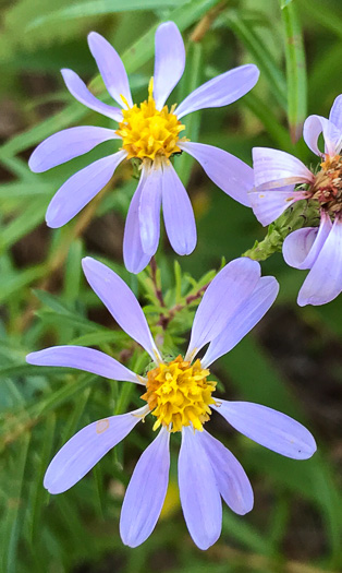 Stiffleaf Aster