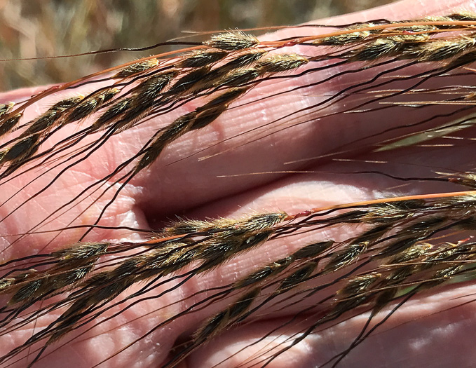 image of Sorghastrum elliottii, Elliot's Indiangrass, Slender Indiangrass, Nodding Indiangrass