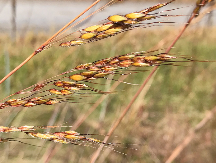 spikelet