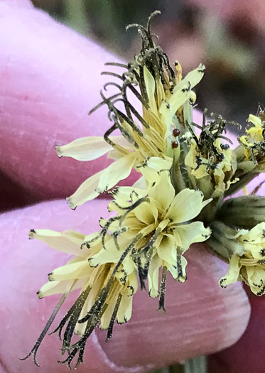 image of Nabalus serpentaria, Lion's-foot Rattlesnake-root, Gall-of-the-Earth