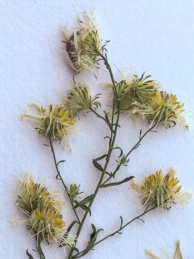 image of Symphyotrichum racemosum var. subdumosum, Small White Oldfield Aster