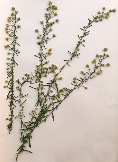 image of Symphyotrichum racemosum var. subdumosum, Small White Oldfield Aster