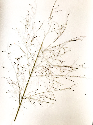 image of Eragrostis capillaris, Lace Lovegrass, Lacegrass