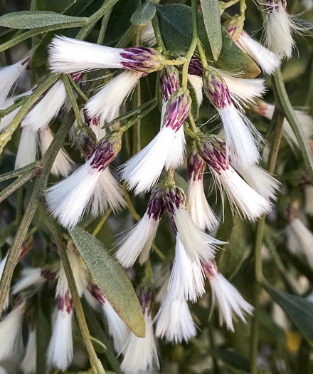 image of Baccharis halimifolia, Silverling, Groundsel-tree, Consumption-weed, Sea-myrtle