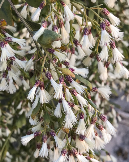 image of Baccharis halimifolia, Silverling, Groundsel-tree, Consumption-weed, Sea-myrtle