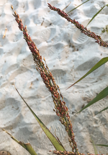 image of Panicum amarum, Seaside Panicum, Bitter Seabeach Grass, Bitter Panicgrass, Bitter Seaside Panic-grass