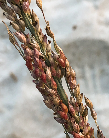 image of Panicum amarum, Seaside Panicum, Bitter Seabeach Grass, Bitter Panicgrass, Bitter Seaside Panic-grass