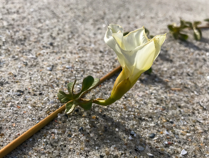 image of Ipomoea imperati, Fiddleleaf Morning Glory, Beach Morning Glory