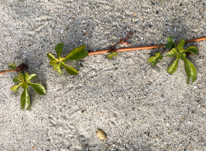 image of Ipomoea imperati, Fiddleleaf Morning Glory, Beach Morning Glory