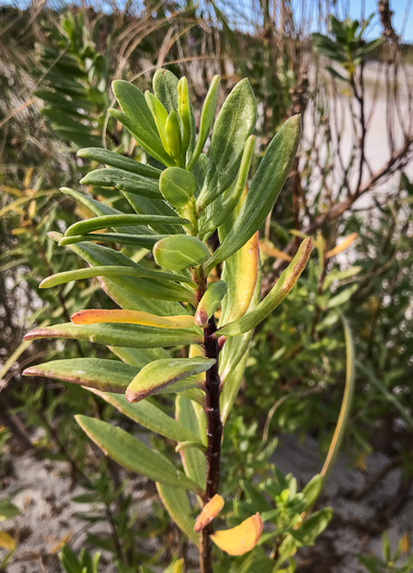 image of Iva imbricata, Seashore Elder, Dune Marsh-elder, Seacoast Marsh-elder