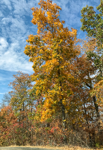 image of Carya pallida, Sand Hickory, Pale Hickory