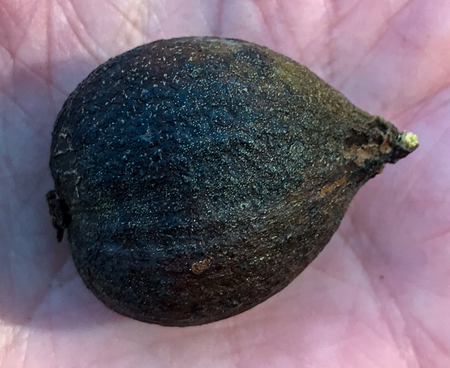 image of Carya glabra, Pignut Hickory