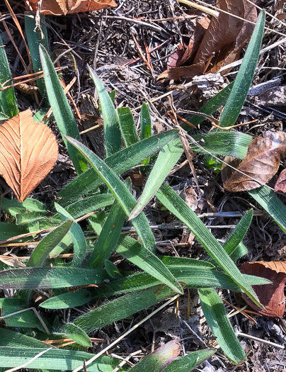 image of Tradescantia hirsuticaulis, Hairy Spiderwort