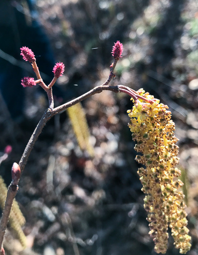 image of Alnus serrulata, Tag Alder, Hazel Alder, Smooth Alder