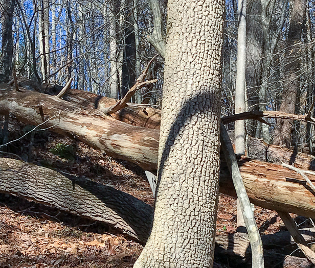 image of Fraxinus pennsylvanica, Green Ash, Red Ash