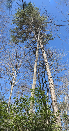 image of Pinus rigida, Pitch Pine