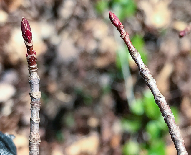 image of Acer rubrum var. rubrum, Eastern Red Maple