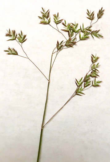 image of Poa autumnalis, Autumn Bluegrass