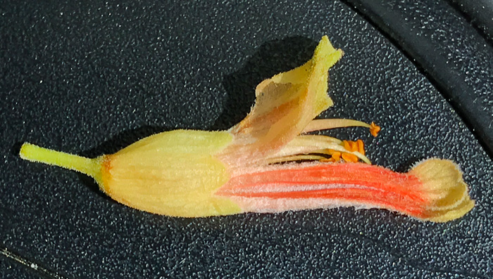 image of Aesculus sylvatica, Painted Buckeye
