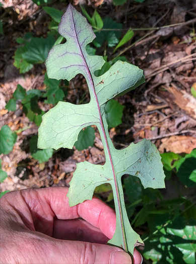 image of Lactuca hirsuta, Red Wood Lettuce, Downy Lettuce, Hairy Lettuce