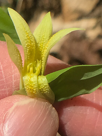 Perfoliate Bellwort