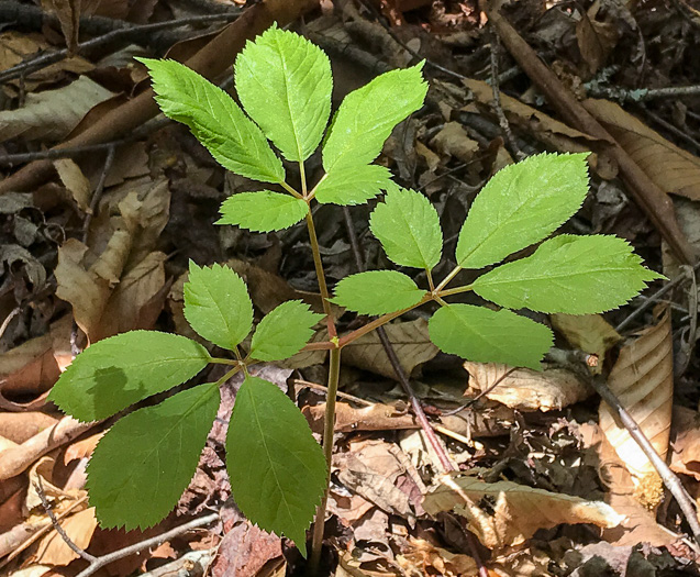 American Ginseng