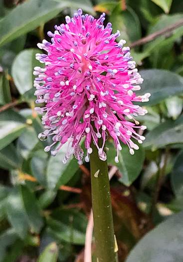 Swamp Pink