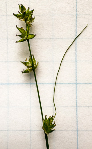 image of Carex rosea, Rosy Sedge