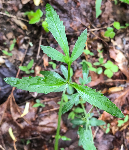 image of Zizia trifoliata, Mountain Golden-Alexanders
