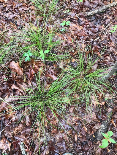image of Carex rosea, Rosy Sedge