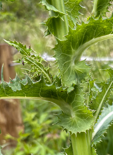 Sonchus asper, Prickly Sowthistle, Spiny-leaf Sowthistle