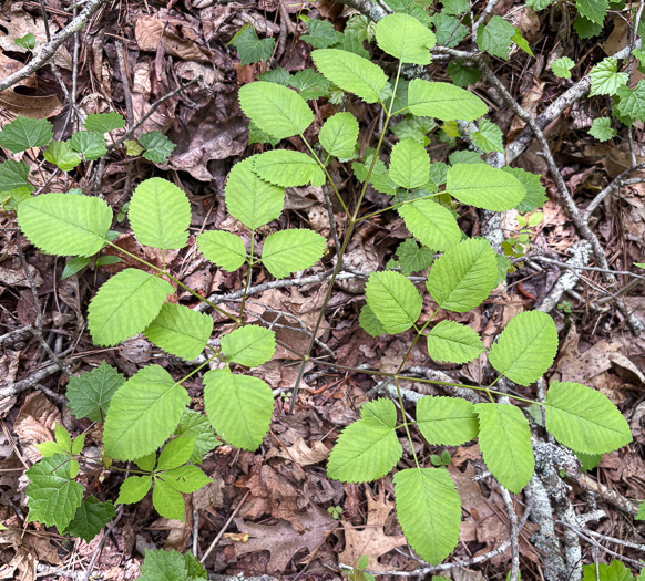 image of Ligusticum canadense, American Lovage