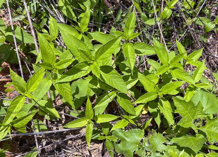 image of Pycnanthemum pycnanthemoides var. pycnanthemoides, Woodland Mountain-mint, Southern Mountain-mint