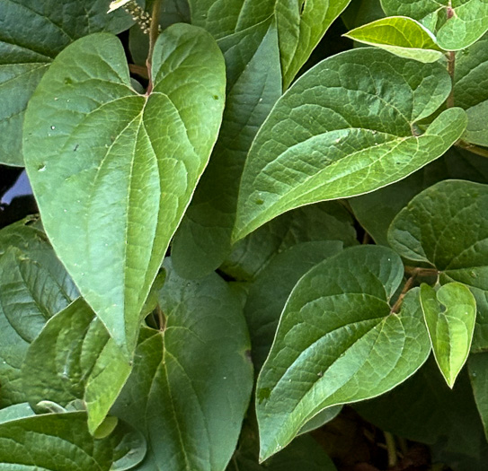 Lizard's-tail