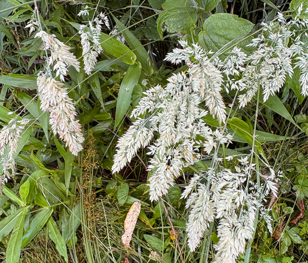 image of Holcus lanatus, Velvet-grass, Soft Grass