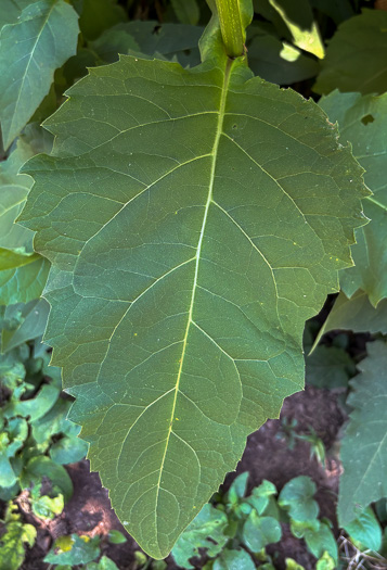 image of Silphium perfoliatum, Common Cup-plant, Indian Cup