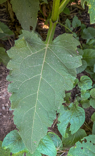 image of Silphium perfoliatum, Common Cup-plant, Indian Cup