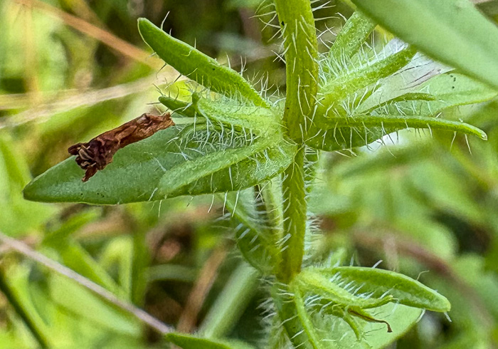 image of Sophronanthe pilosa, Shaggy Hedge-hyssop, Pilose Hedge-hyssop
