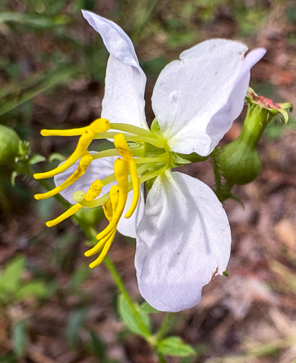 Pale Meadowbeauty