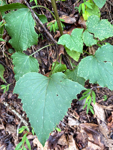 image of Nabalus altissimus, Tall Rattlesnake-root, Tall White Lettuce