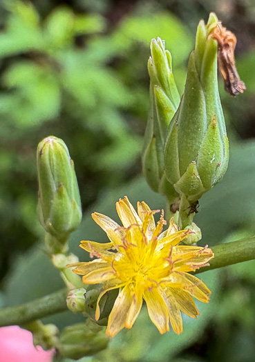 Lactuca canadensis, American Wild Lettuce, Canada Lettuce