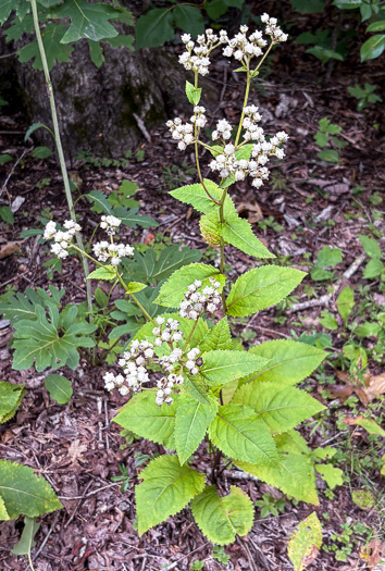image of Parthenium integrifolium var. integrifolium, Common Wild Quinine