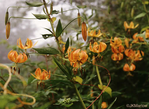 image of Lilium superbum, Turk's-cap Lily, Lily-royal, Superb Lily